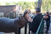 /album/fotogalerie-zoo-dvorec-u-borovan-park-exotickych-zvirat/dvorec-u-borovan-zoo2255-jpg/
